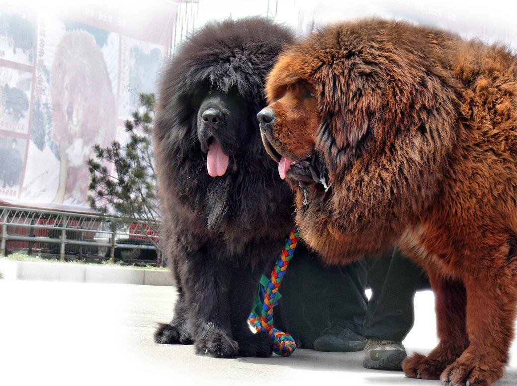 1040x776 Tibetan Mastiff Wallpaper (1040x776)