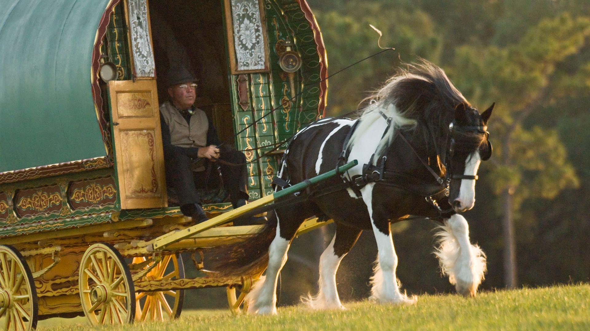 1920x1080 Watch Gypsy Vanner Horse