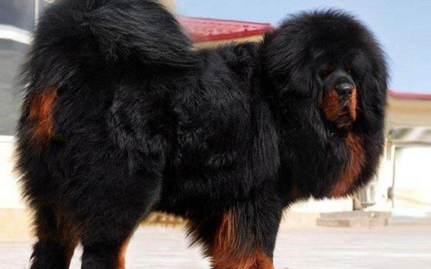 1440x900 Tibetan Mastiff Puppy Background