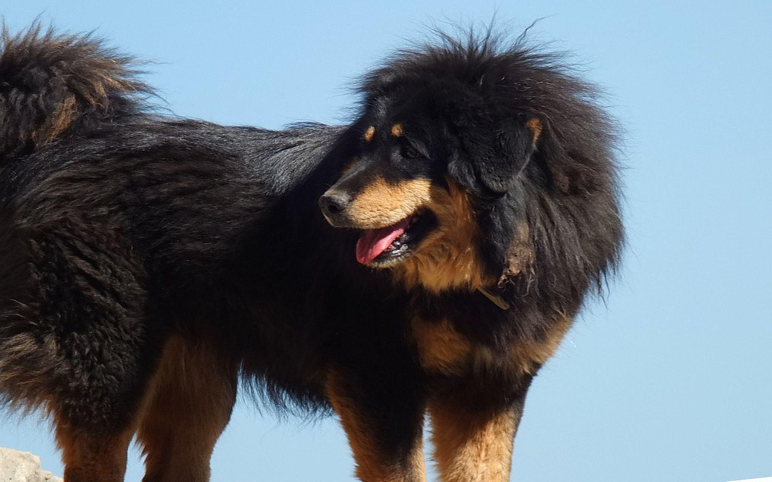 2560x1600 Tibetan Mastiff wallpaperx1600