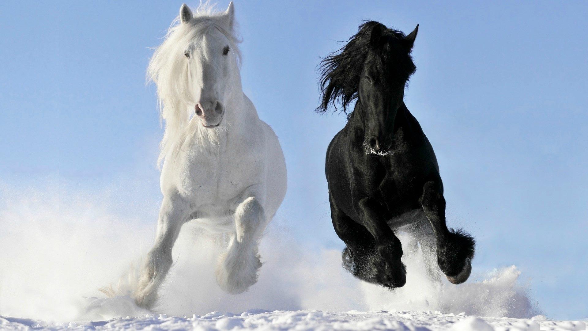 1920x1080 What's Your Dream? Me, I'm Dreaming of Horses. #DreamBig