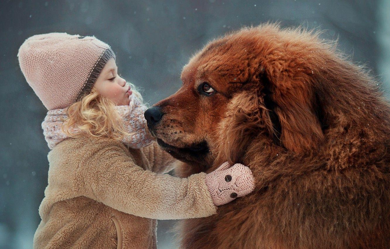 1332x850 Wallpaper mood, dog, friendship, girl, friends, dog, Tibetan Mastiff image for desktop, section настроения