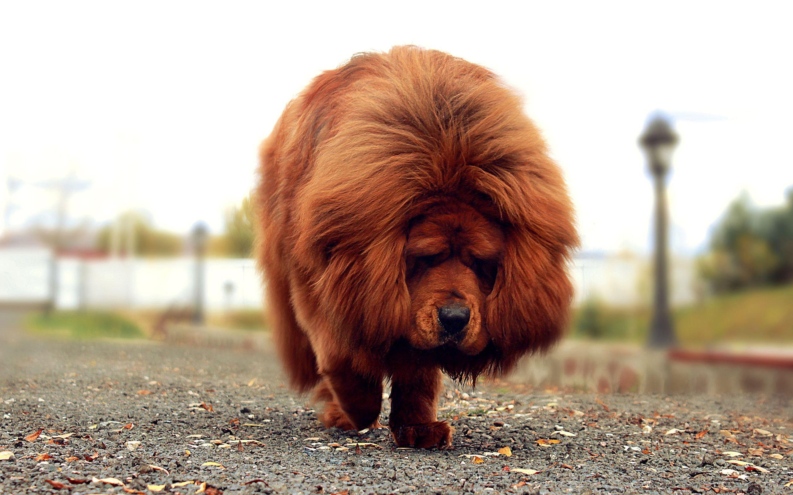 Tibetan Mastiff Wallpapers - Top Free Tibetan Mastiff Backgrounds