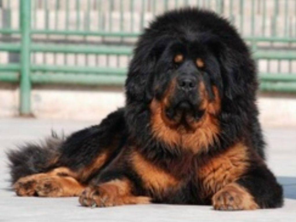 1024x768 Tibetan Mastiff Lion HD Wallpaper, Background Image. Tibetan mastiff, Mastiffs, Tibetan mastiff dog