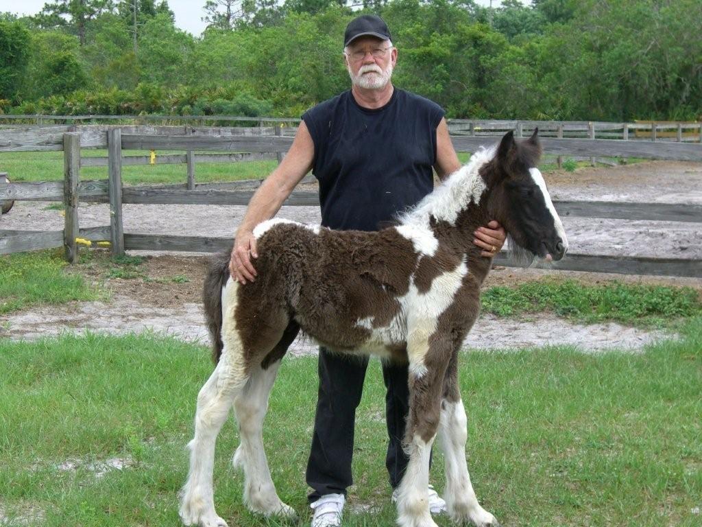 1024x768 Gypsy Horses