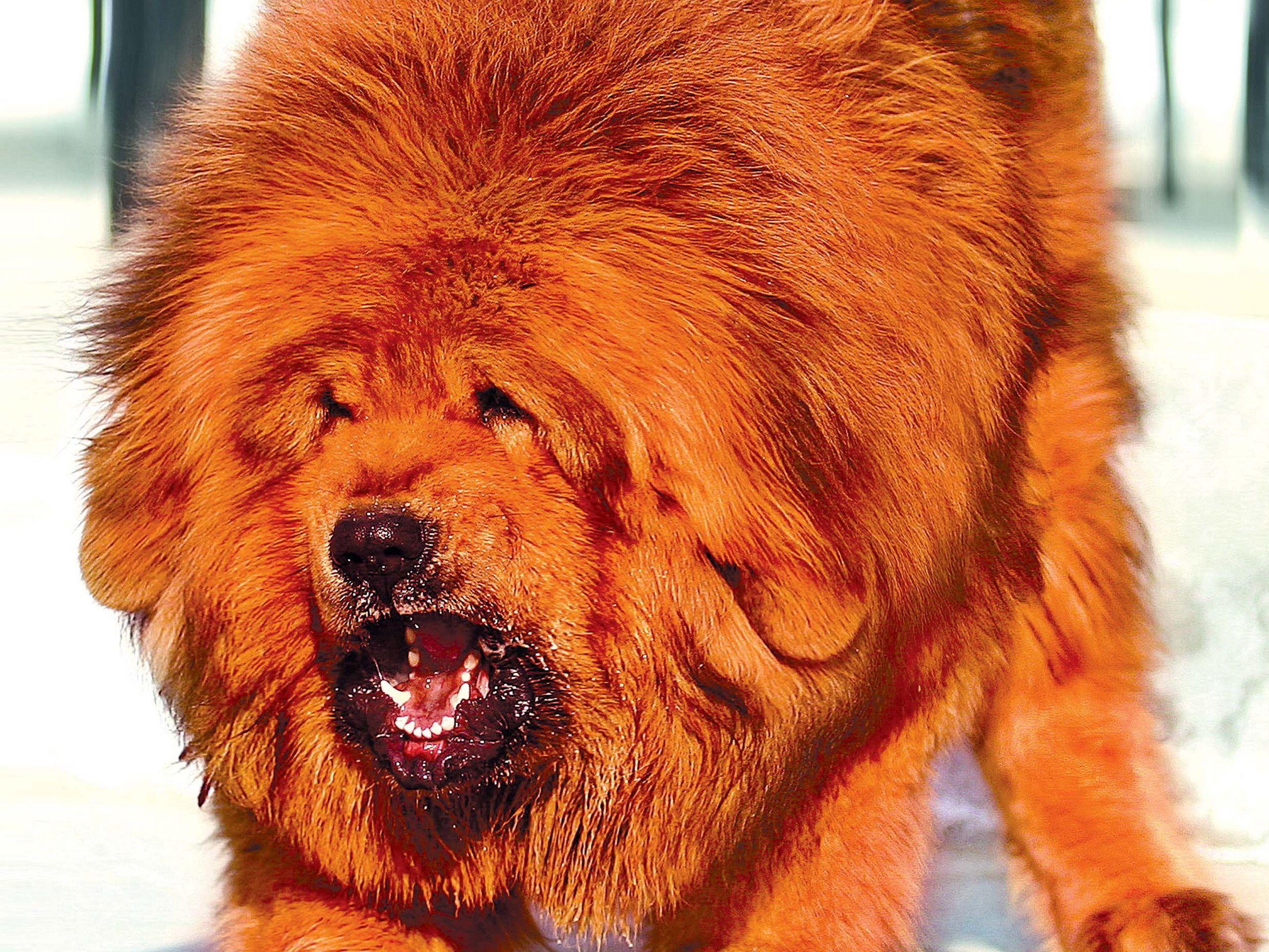 2560x1920 tibetan mastiffs wallpaper. Tibetan Mastiff Dogs Wallpaper HD. Tibetan mastiff, Tibetan mastiff attack, Tibetan mastiff dog