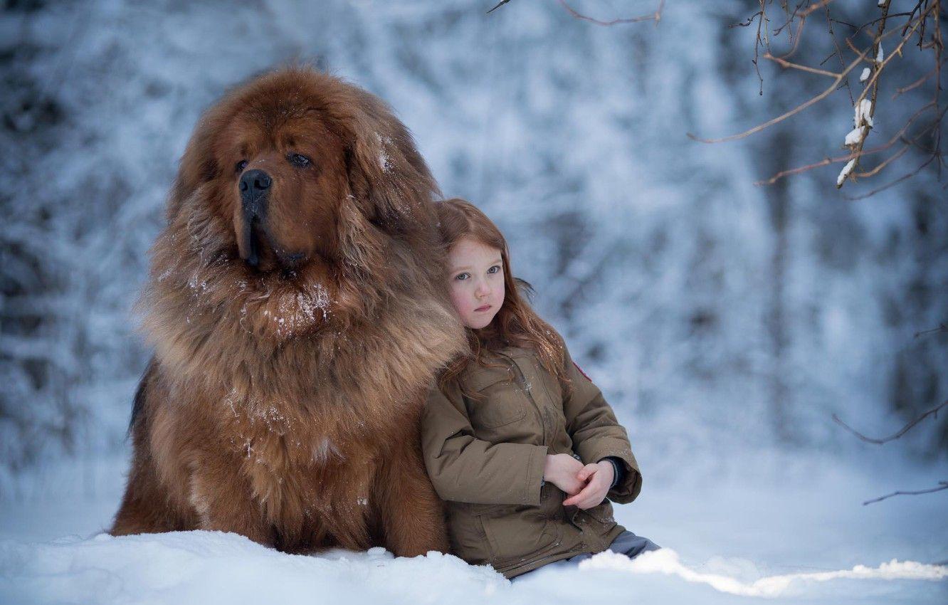 1332x850 Wallpaper winter, snow, mood, dog, girl, friends, dog, Tibetan Mastiff image for desktop, section настроения