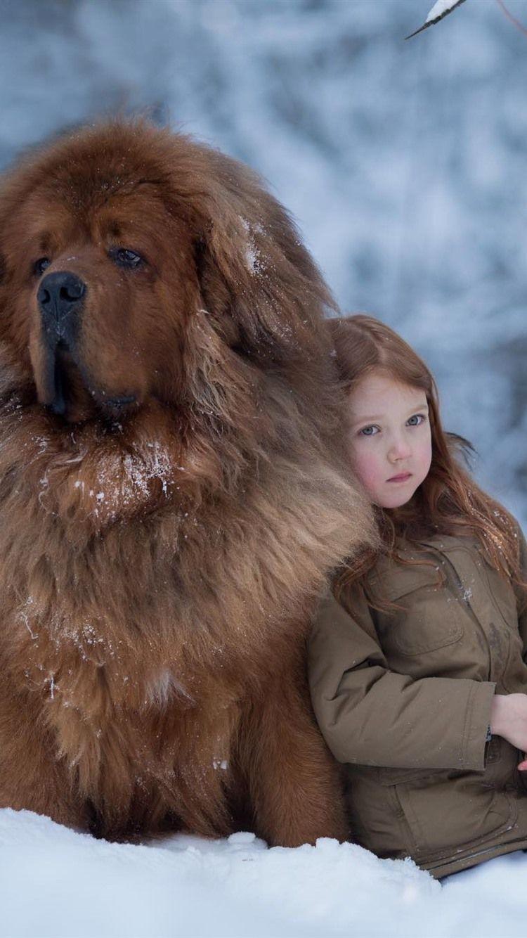750x1334 Little Girl And Tibetan Mastiff, Snow, Winter 750x1334 IPhone 8 7 6 6S Wallpaper, Background, Picture, Image