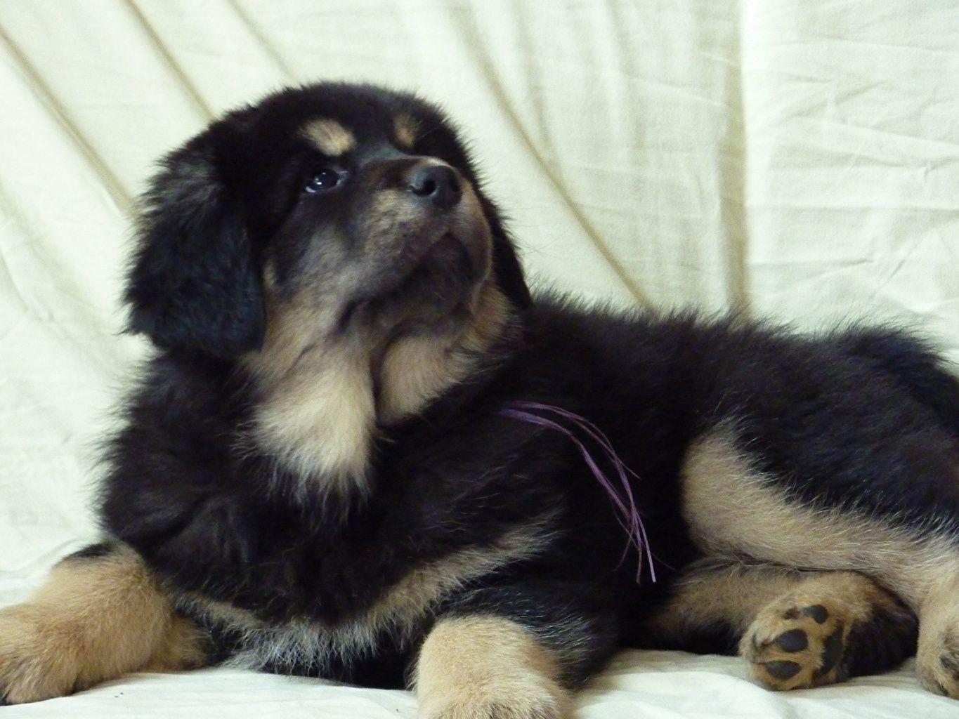 1365x1024 Picture Puppy Tibetan Mastiff dog Animals