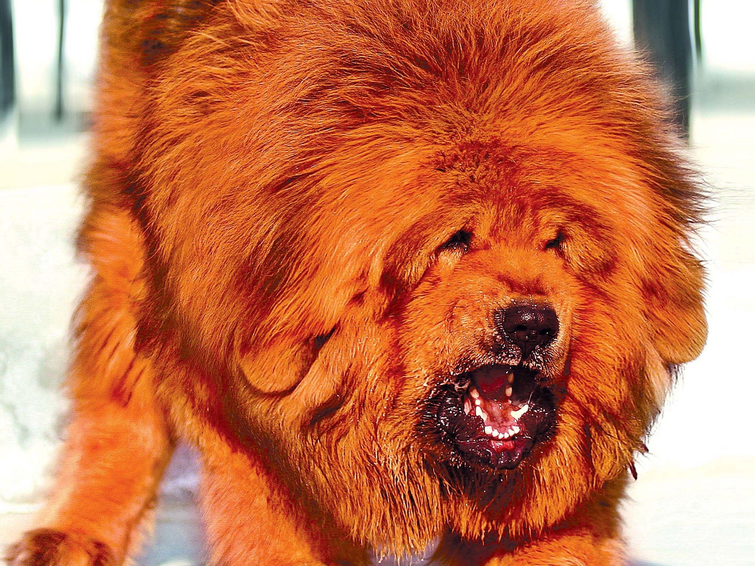 2560x1920 dog tibetan mastiff Wallpaper HD / Desktop and Mobile Background