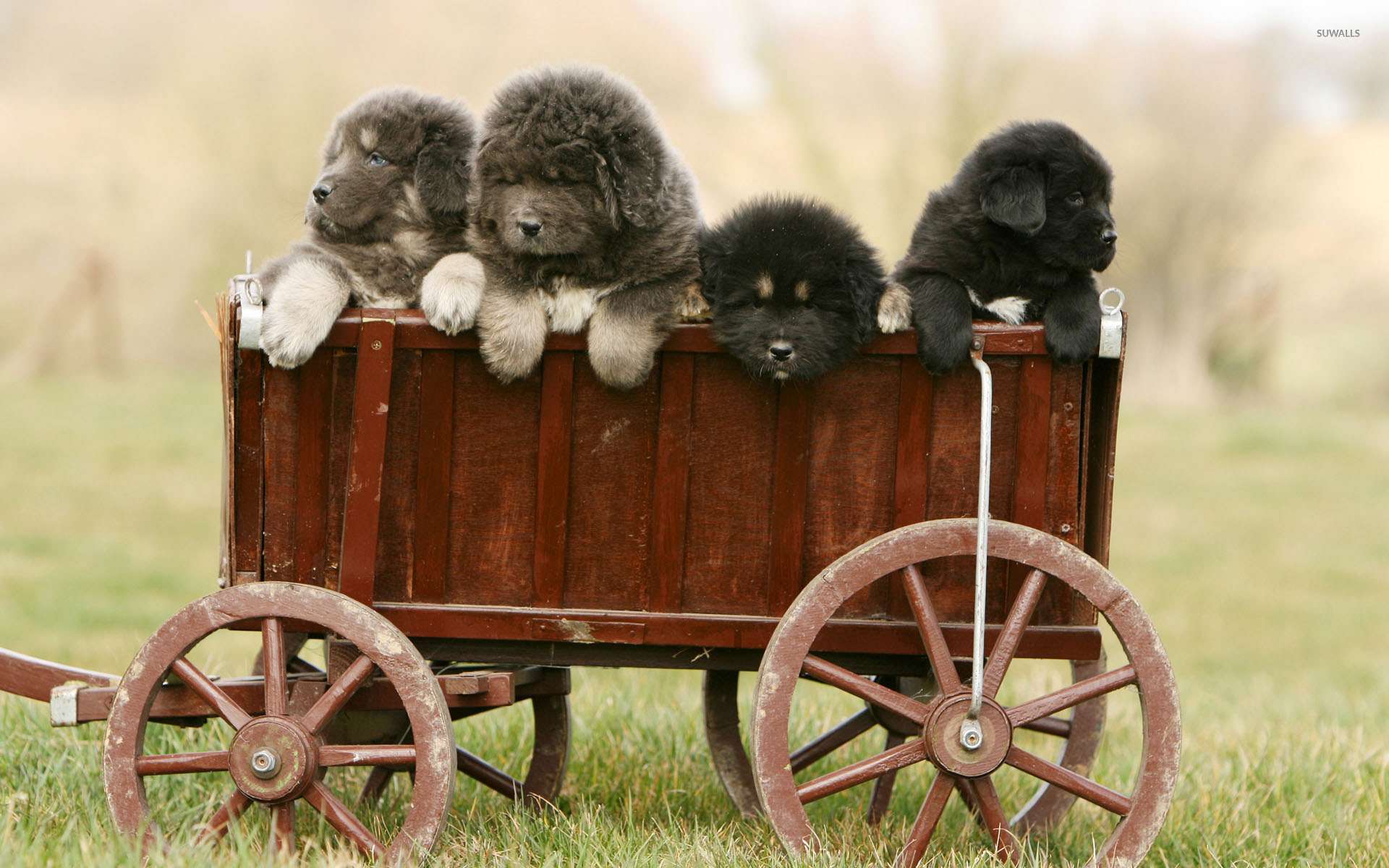 1920x1200 Tibetan Mastiff puppies wallpaper wallpaper