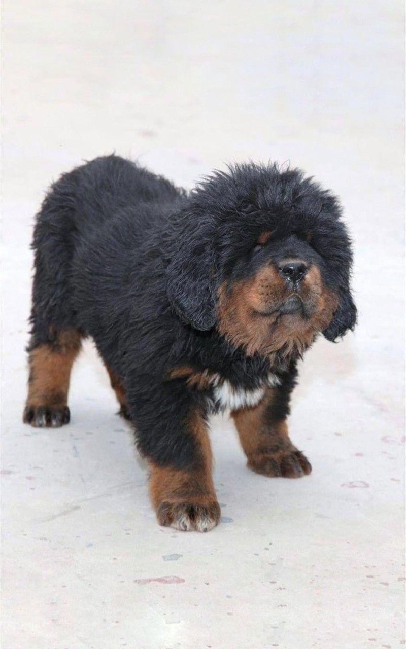 Tibetan Mastiff Wallpapers - Top Free Tibetan Mastiff Backgrounds