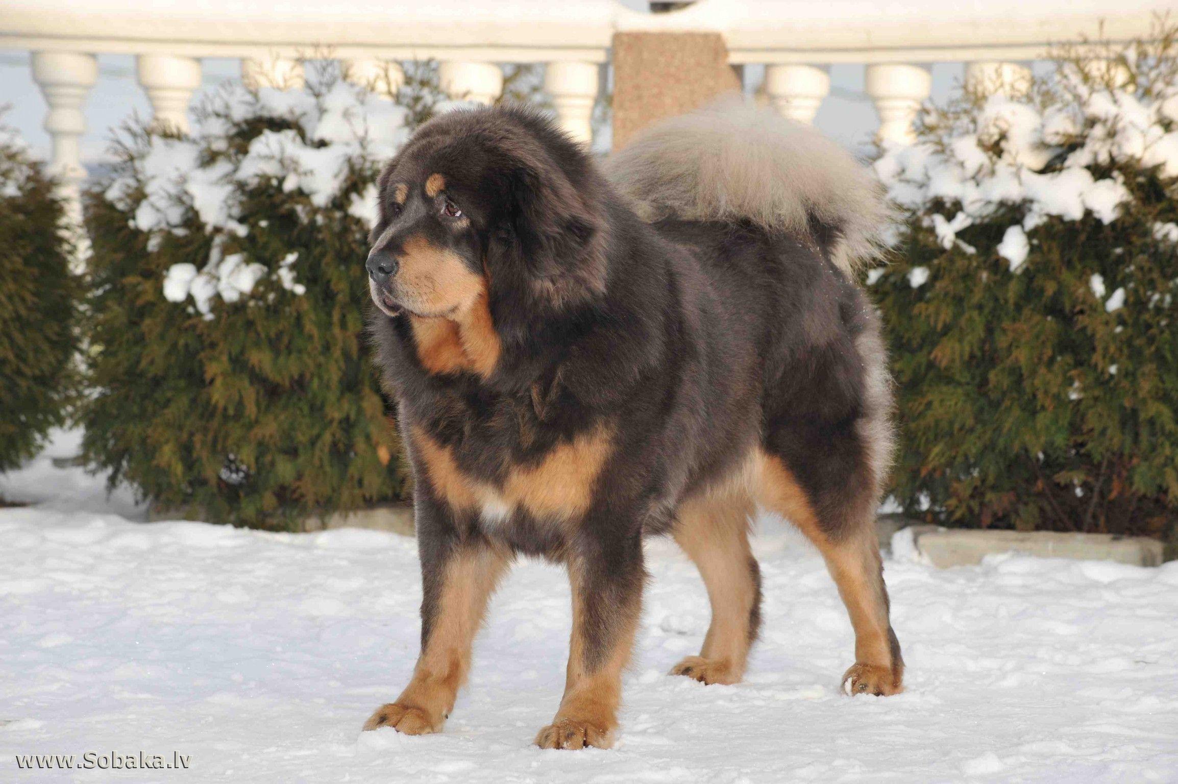 2308x1536 Free download Tibetan mastiff on a the snow wallpaper and image wallpaper [2308x1536] for your Desktop, Mobile & Tablet. Explore Tibetan Mastiff Wallpaper. Tibetan Mastiff Wallpaper, Tibetan Background, Tibetan Wallpaper