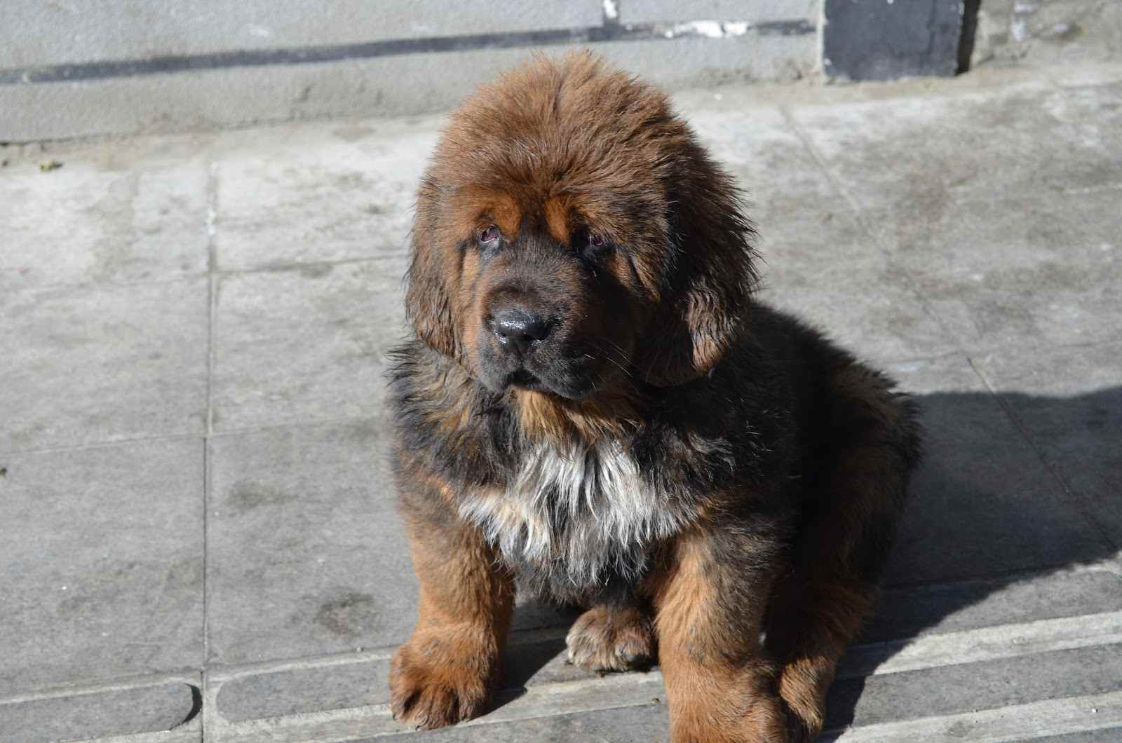 1600x1060 Tibetan Mastiff puppy photo and wallpaper. Beautiful Tibetan Mastiff puppy picture