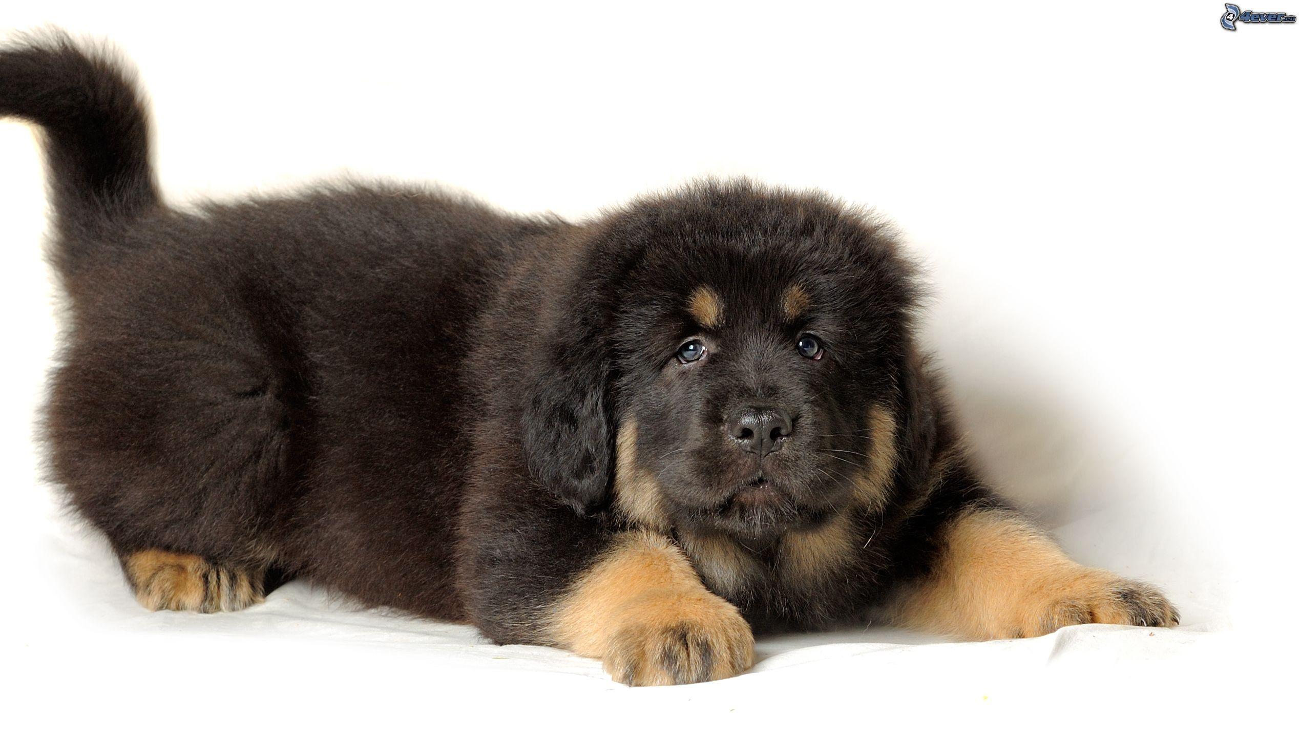 2538x1443 Tibetan mastiff