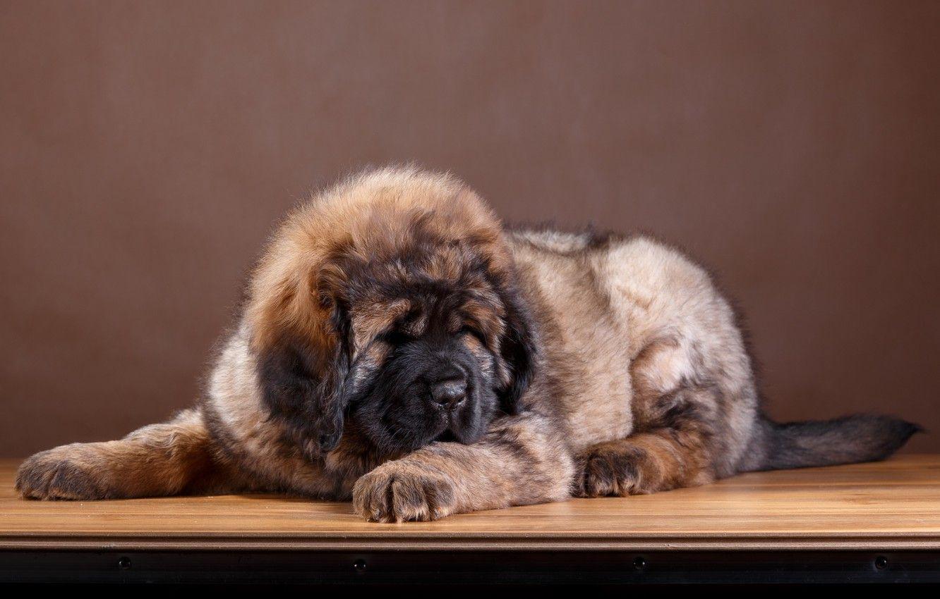 1332x850 Wallpaper wool, puppy, breed, Tibetan Mastiff image for desktop, section собаки