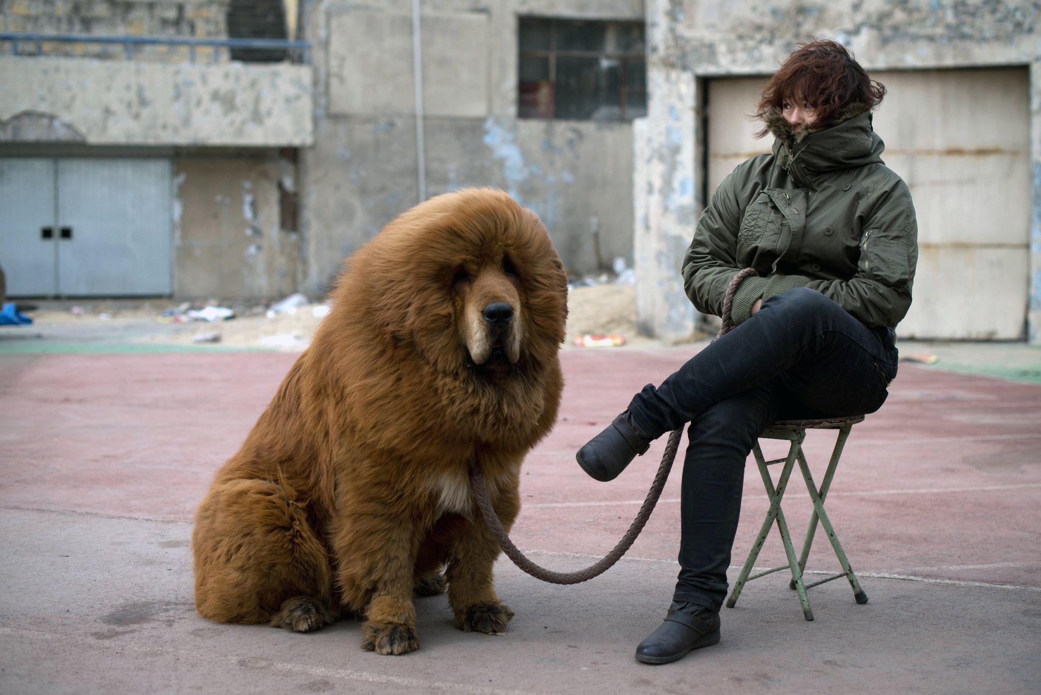 2048x1367 Once Prized Tibetan Mastiffs Are Discarded As Fad Ends In China
