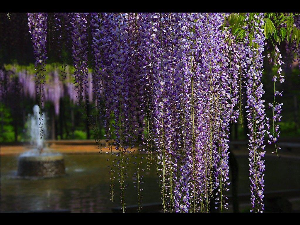 1024x768 Flower: Wisteria Glicinia Curtain Japan Spring Best Flower Picture