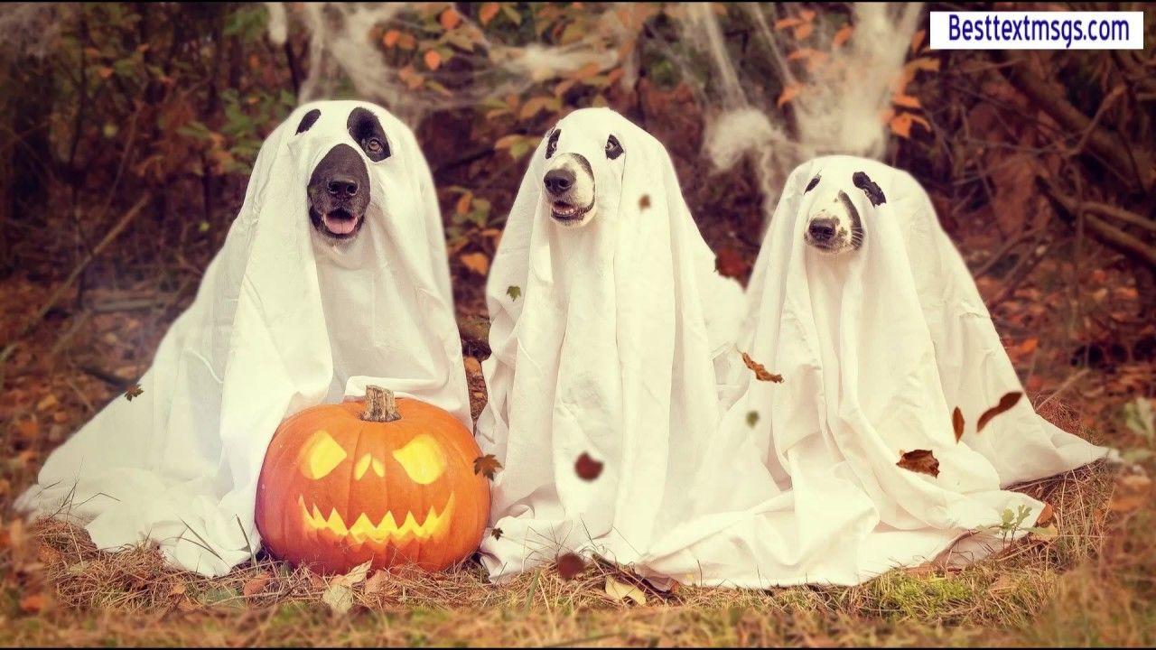 1280x720 Halloween Wallpaper, Halloween desktop wallpaper, cute halloween wallpaper, halloween wallpaper hd