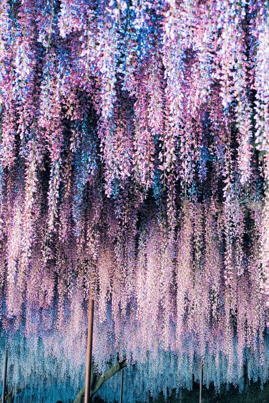 Wisteria Aesthetic Wallpaper