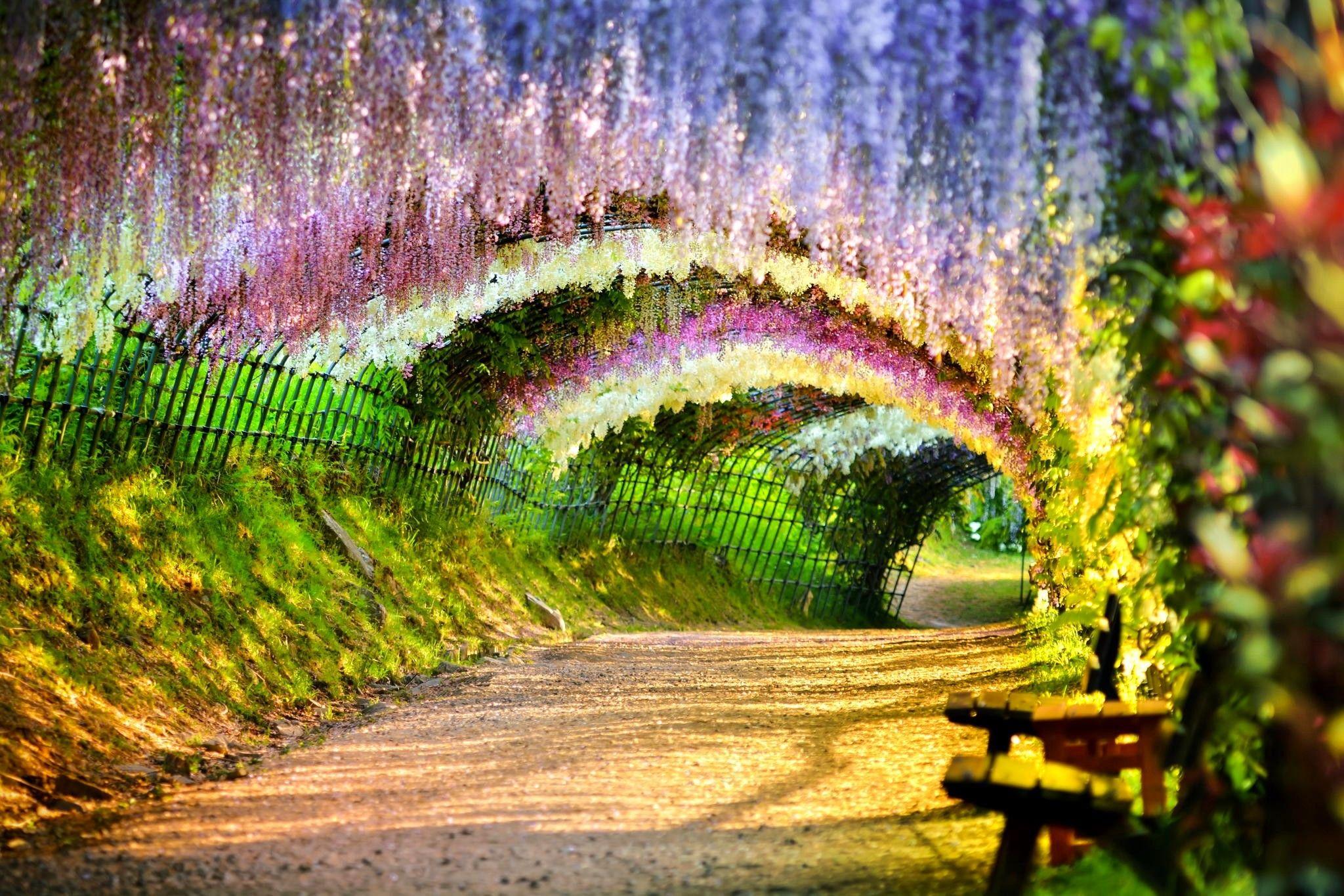 2048x1365 Flowers Path Flower Japan Fence Bench Wisteria Desktop Wallpaper Of