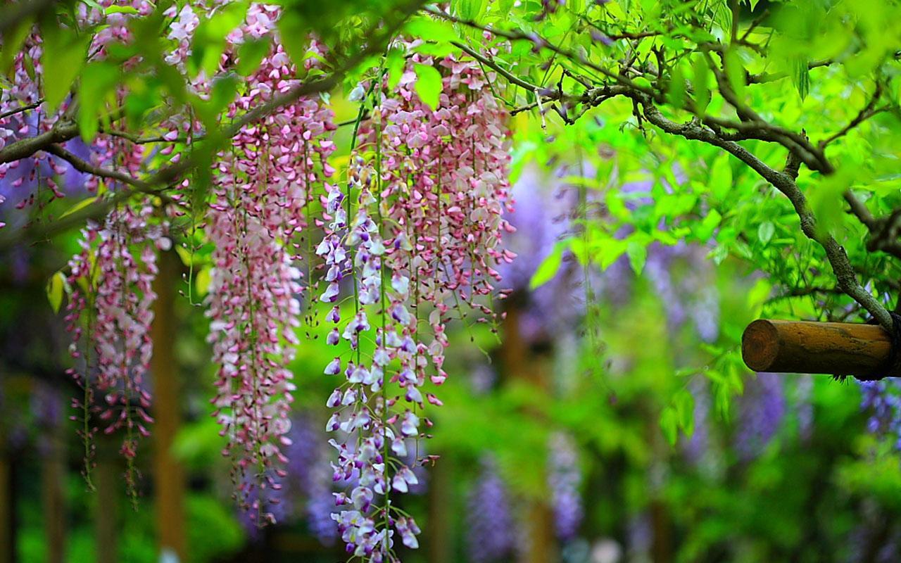 1280x800 Wisteria Flower Wallpaper