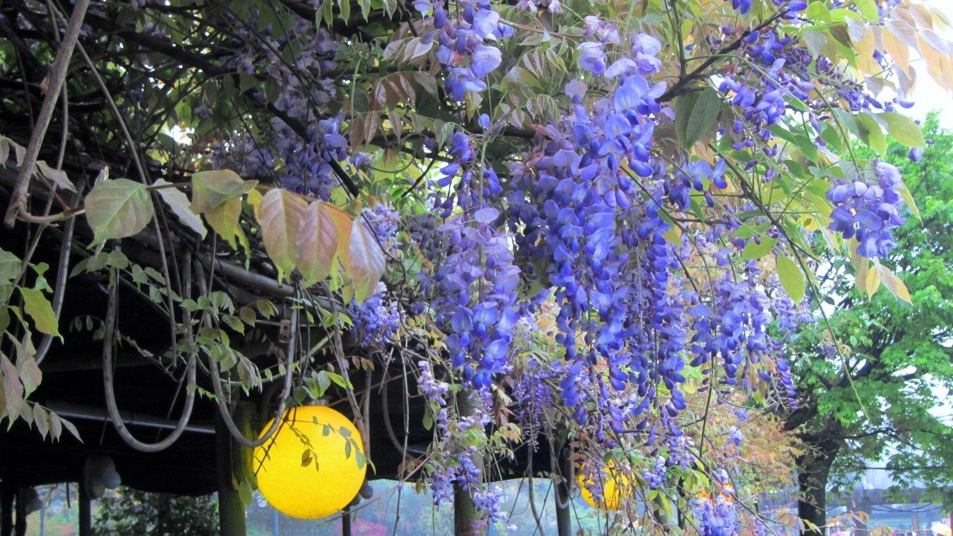 1920x1080 Wisteria Tag wallpaper: Wisteria Pansy Bouquets Windowsill Spring