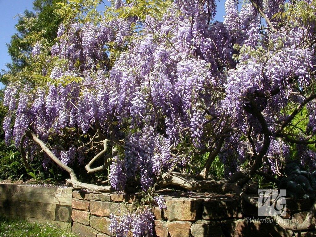 1024x768 Wisteria Tag wallpaper: Wisteria Pansy Bouquets Windowsill Spring