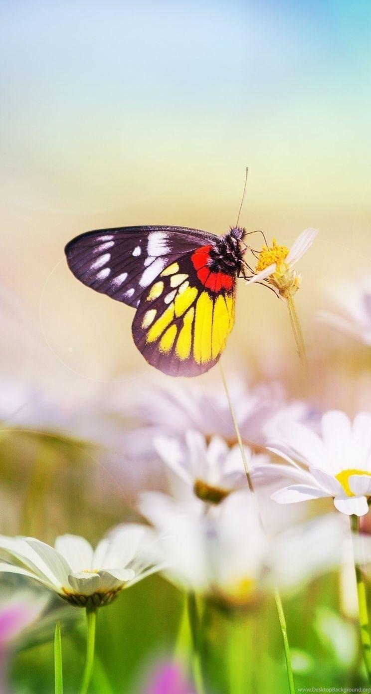 744x1392 Aesthetic Butterfly On Flower iPhone 5s Wallpaper Download. Desktop Background