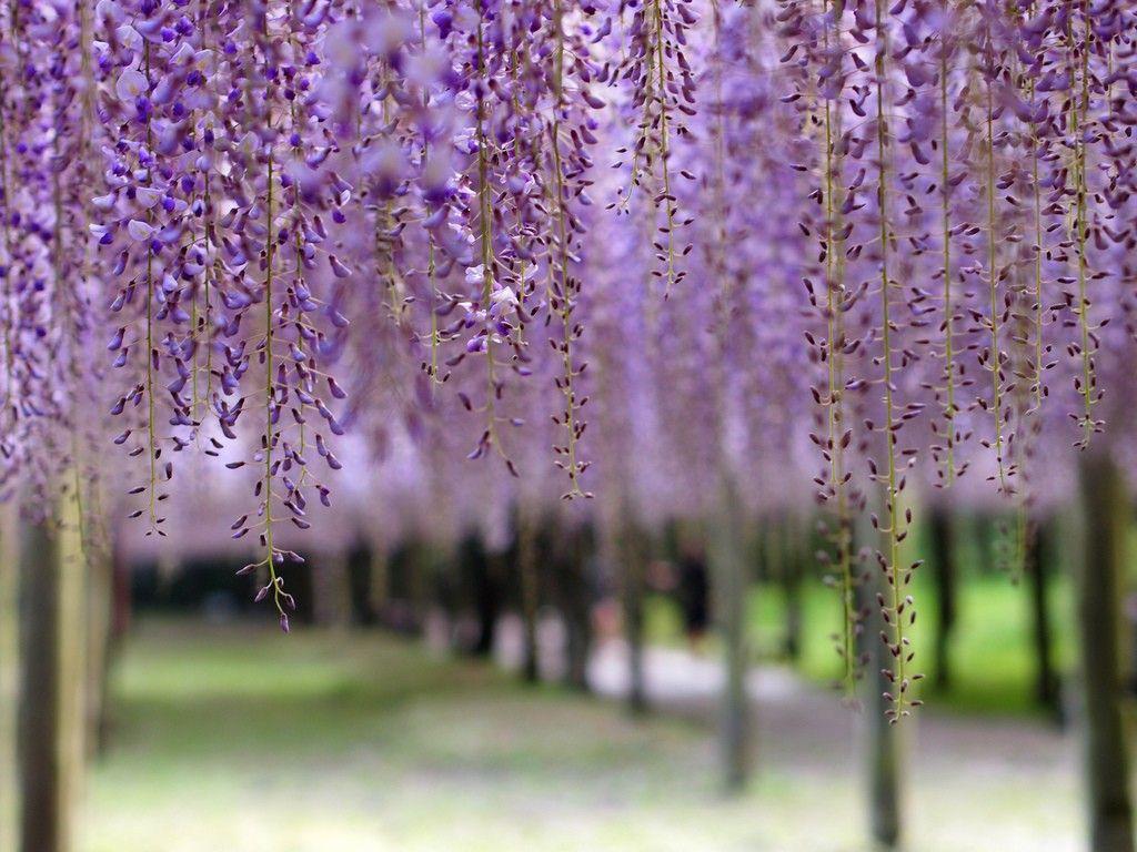 1024x768 Wisteria Tag wallpaper: Trees Beauty Summer Purple Wisteria Flower