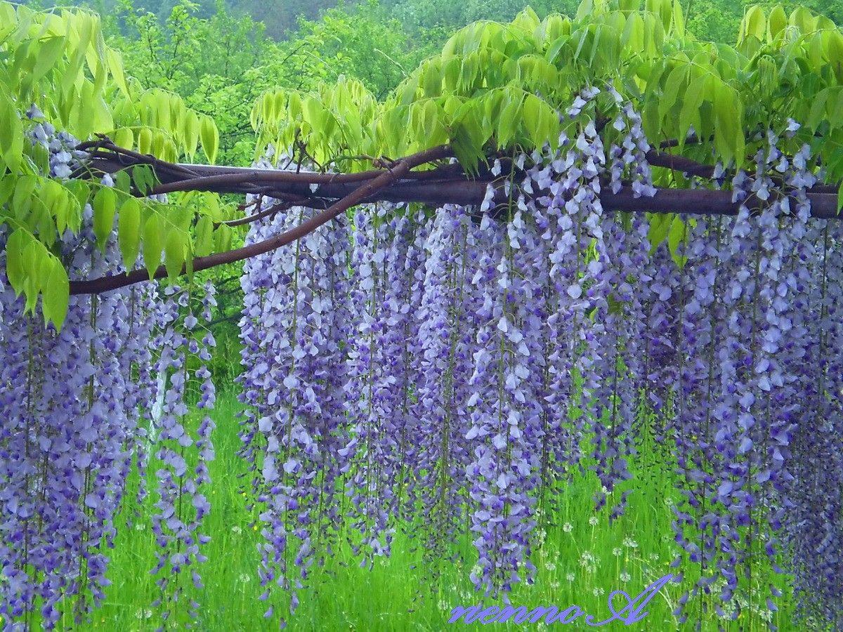 1200x900 Wisteria Tag wallpaper: Trees Beauty Summer Purple Wisteria Flower