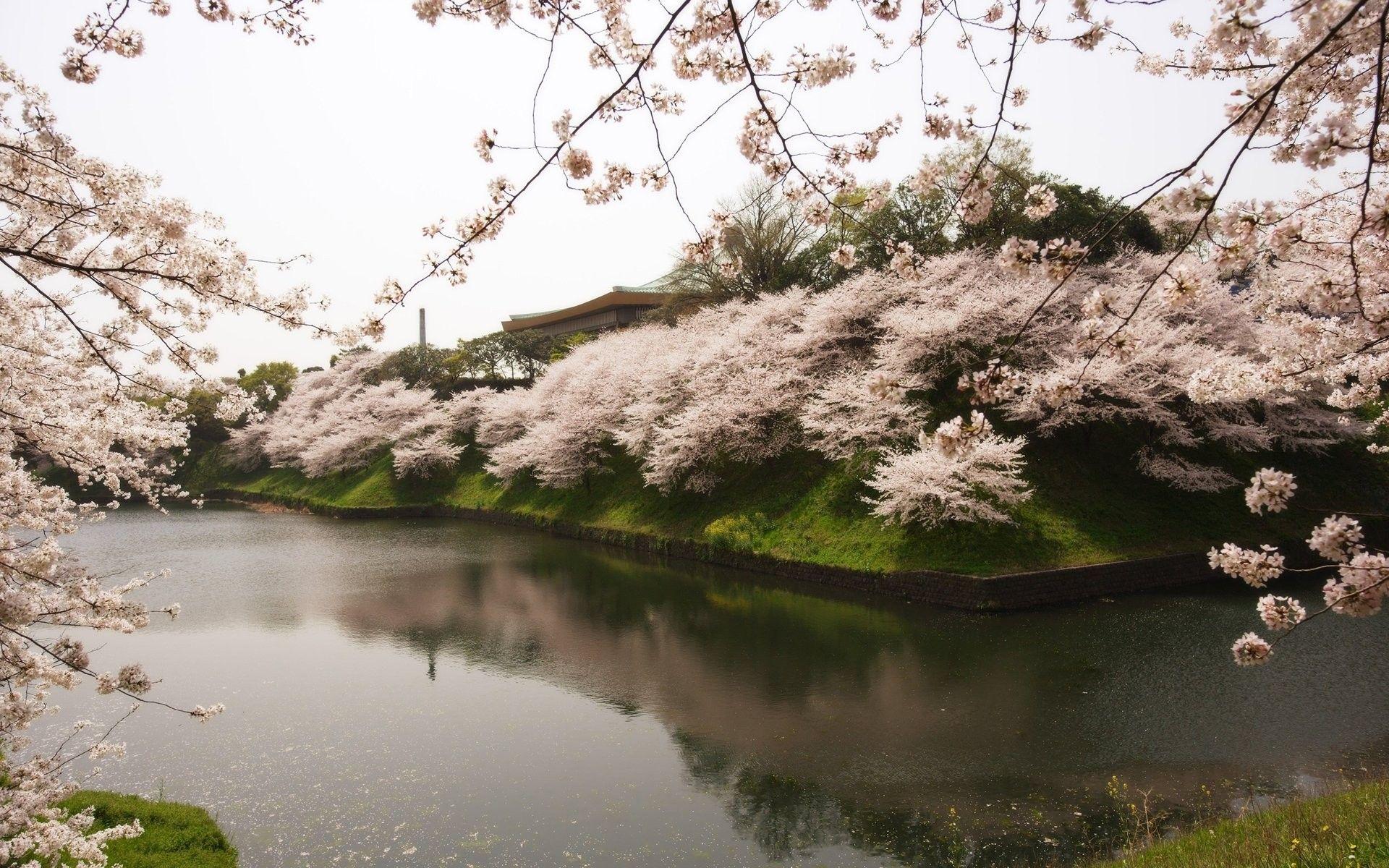 1920x1200 Landscapes Sakura River Garden Japan Beautiful Tree Water Download