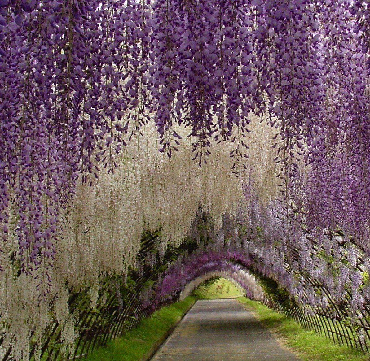 1194x1166 Huge Wisteria in Japan Wallpaper High Quality
