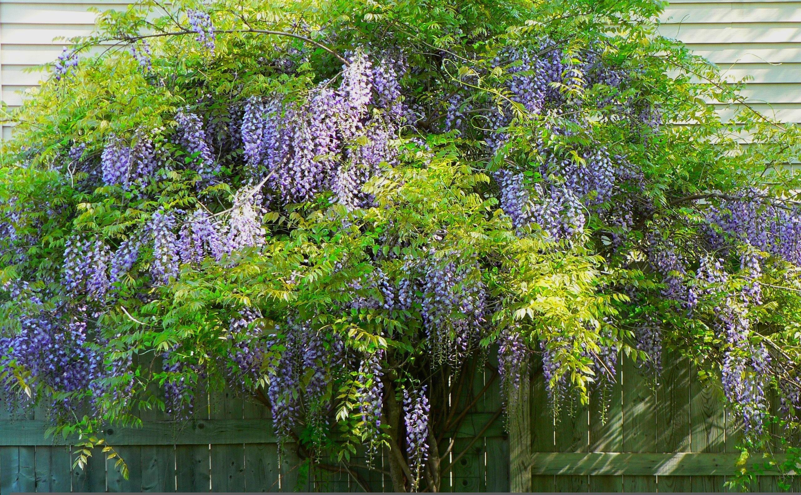 2560x1584 Flowers: Nature Chinese Flower Wisteria Blue Desktop Flowers HD