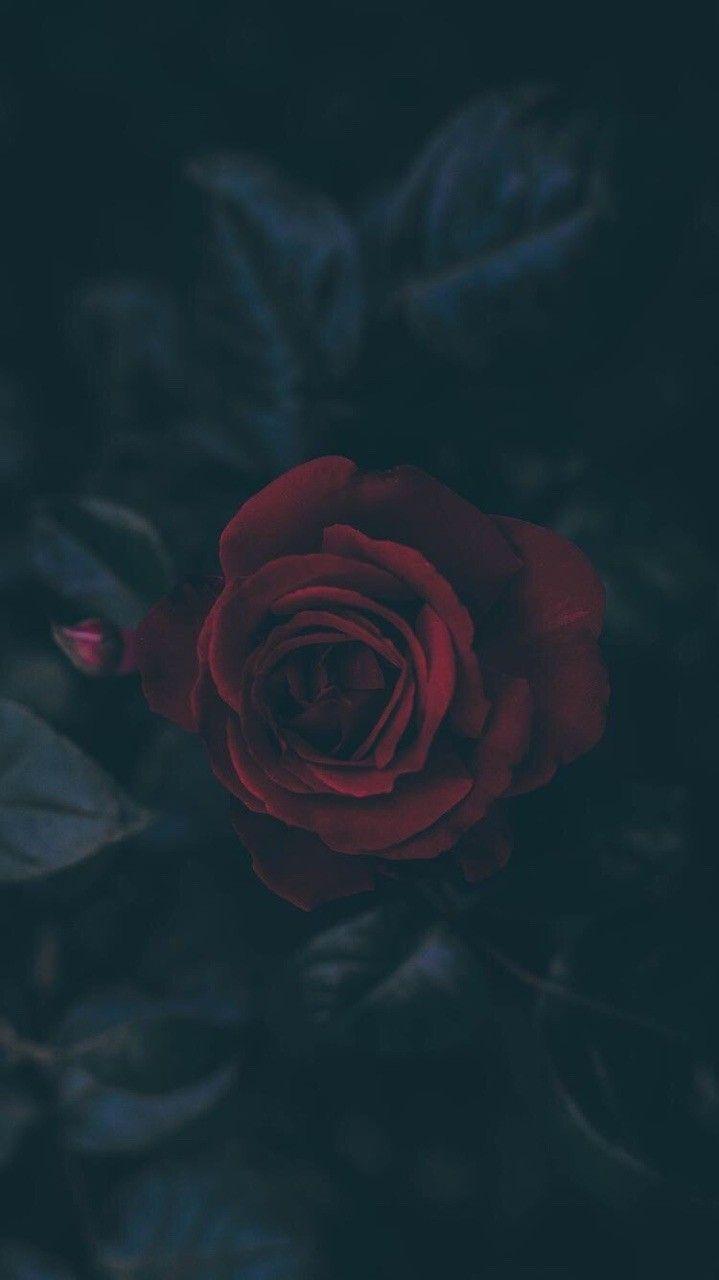 719x1280 wallpaper, flower, black and dark