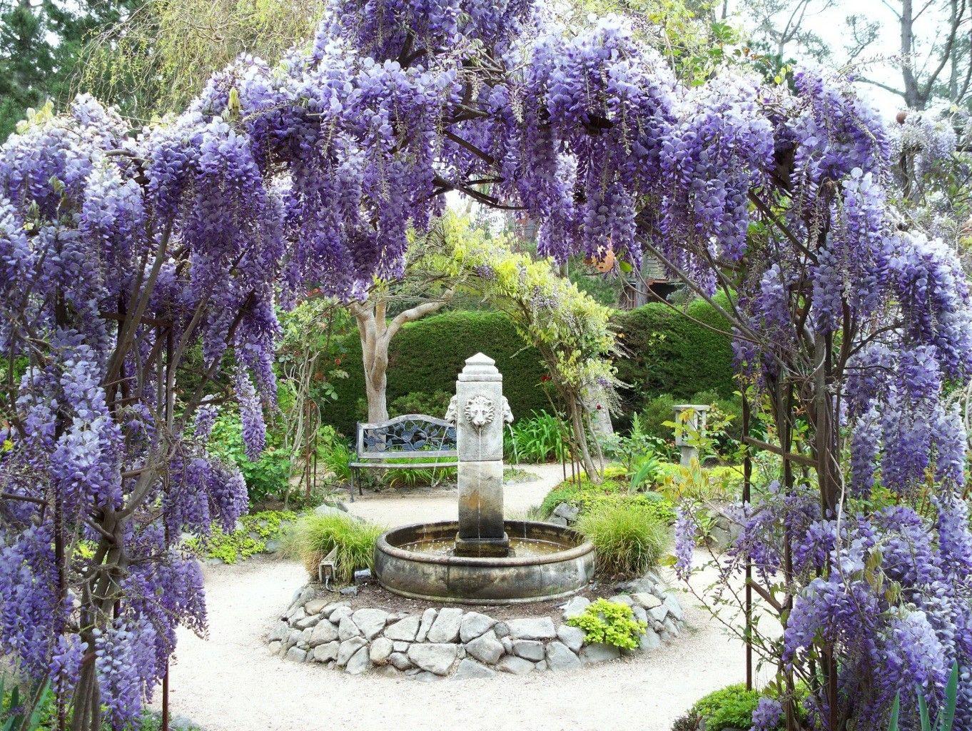 1362x1024 Wisteria Tag wallpaper: Musee Flowers Wisteria White Wallpaper HD