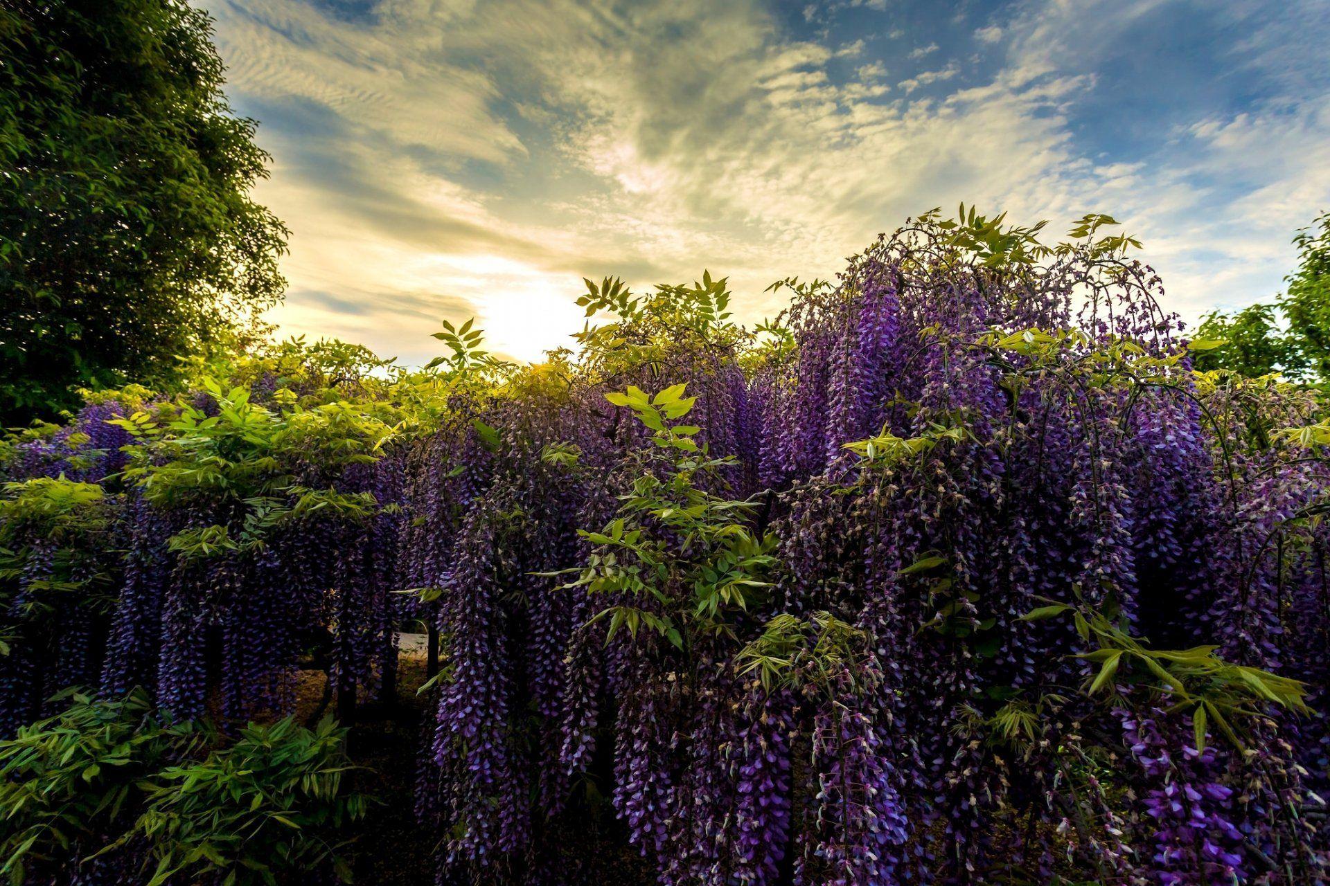1920x1280 ashikaga flower park japan park glycine wisteria HD wallpaper