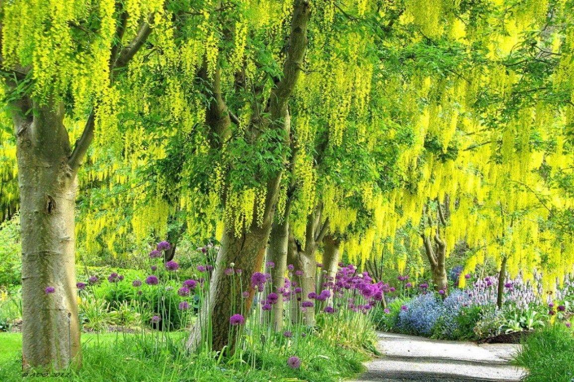 1155x769 Wisteria Tag wallpaper: Musee Flowers Wisteria White Wallpaper HD