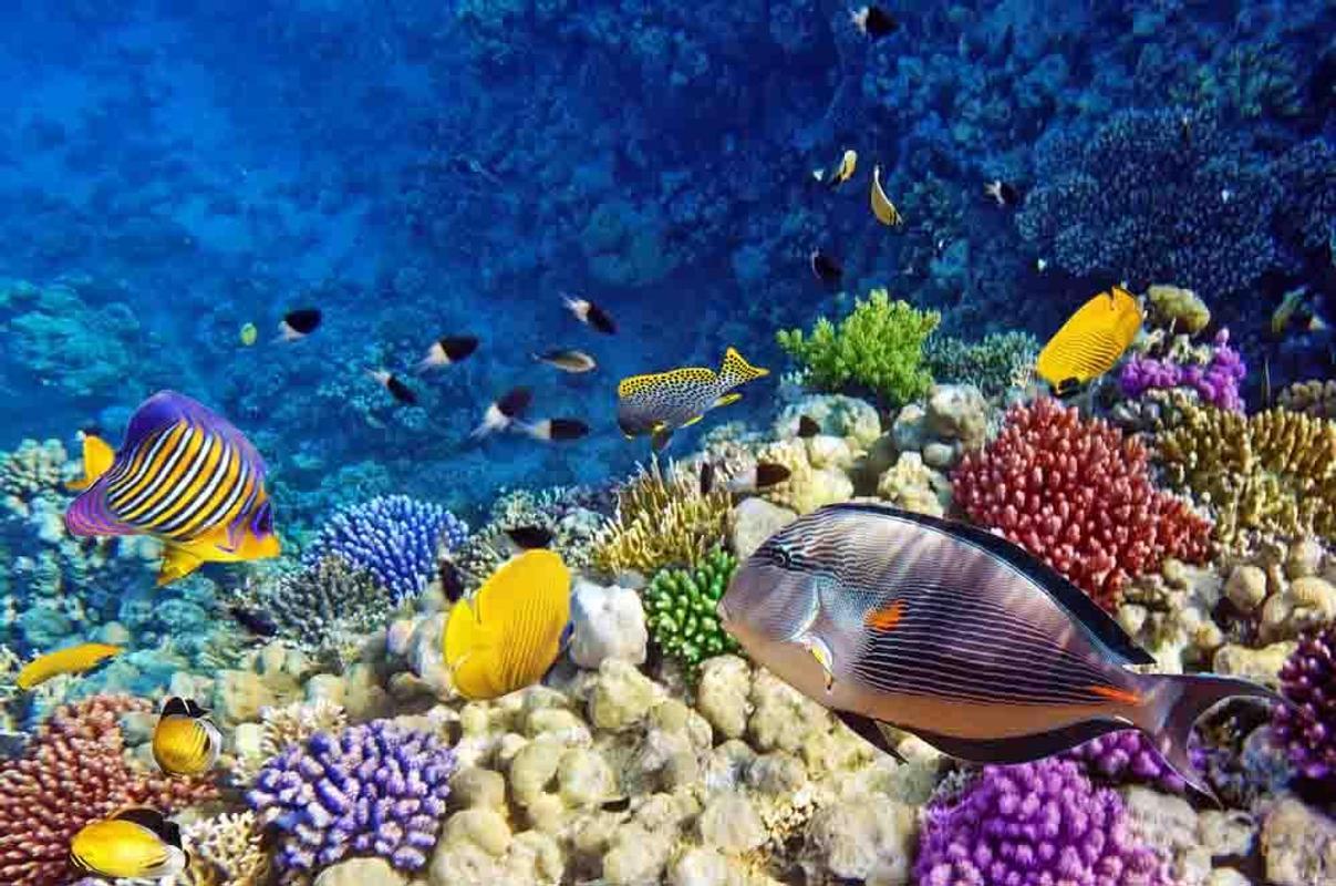 1207x800 Beautiful Fish Wallpaper Red Sea Fish