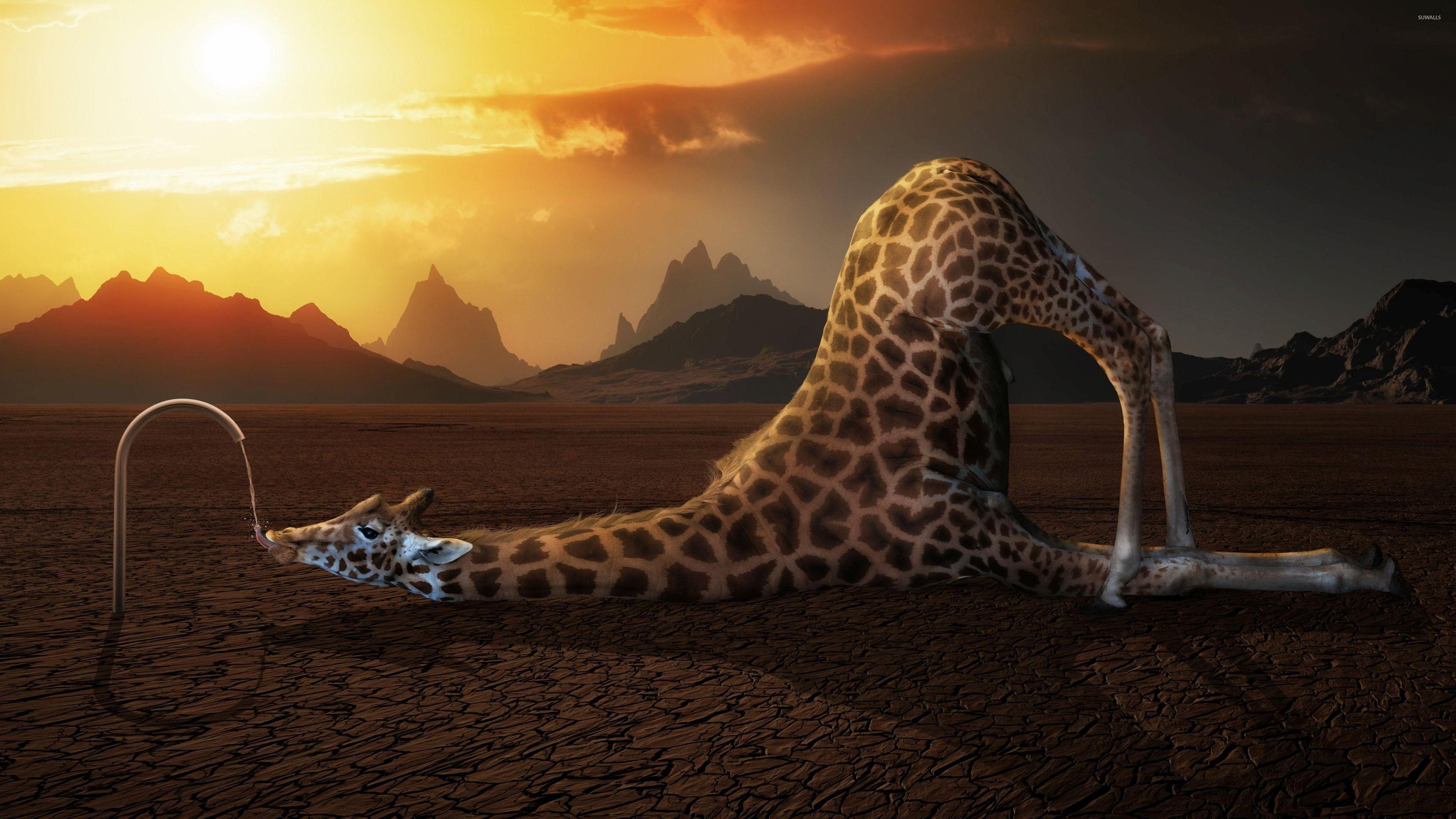 3840x2160 Thirsty giraffe wallpaper wallpaper