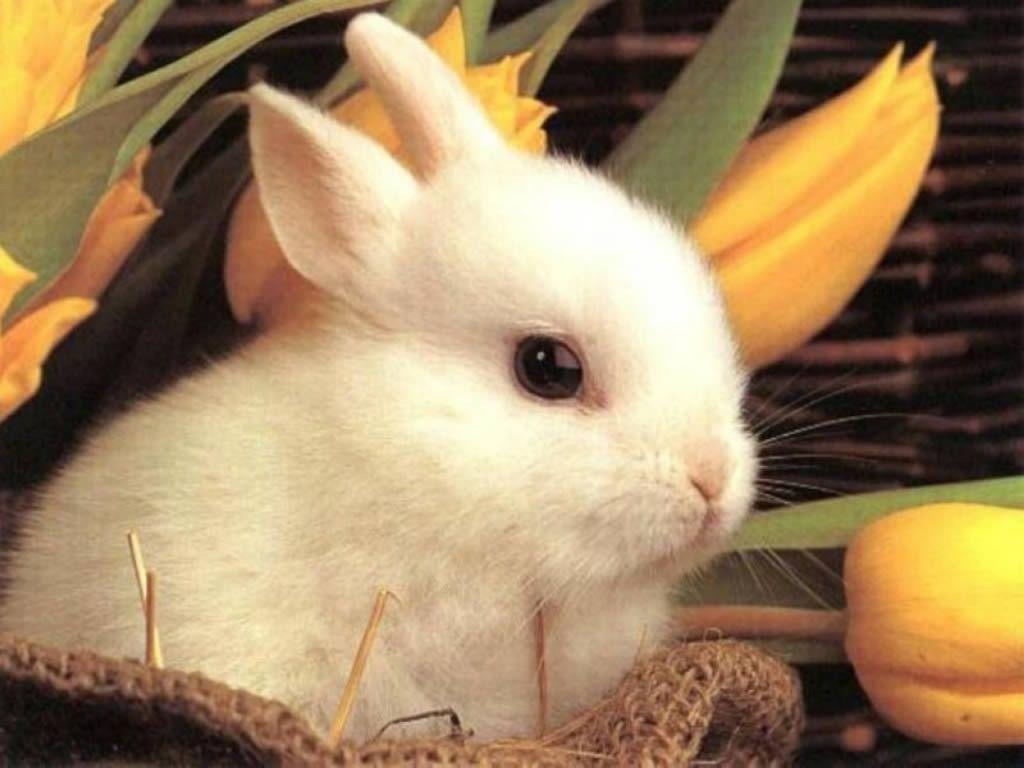 1024x768 White Rabbit Wallpaper
