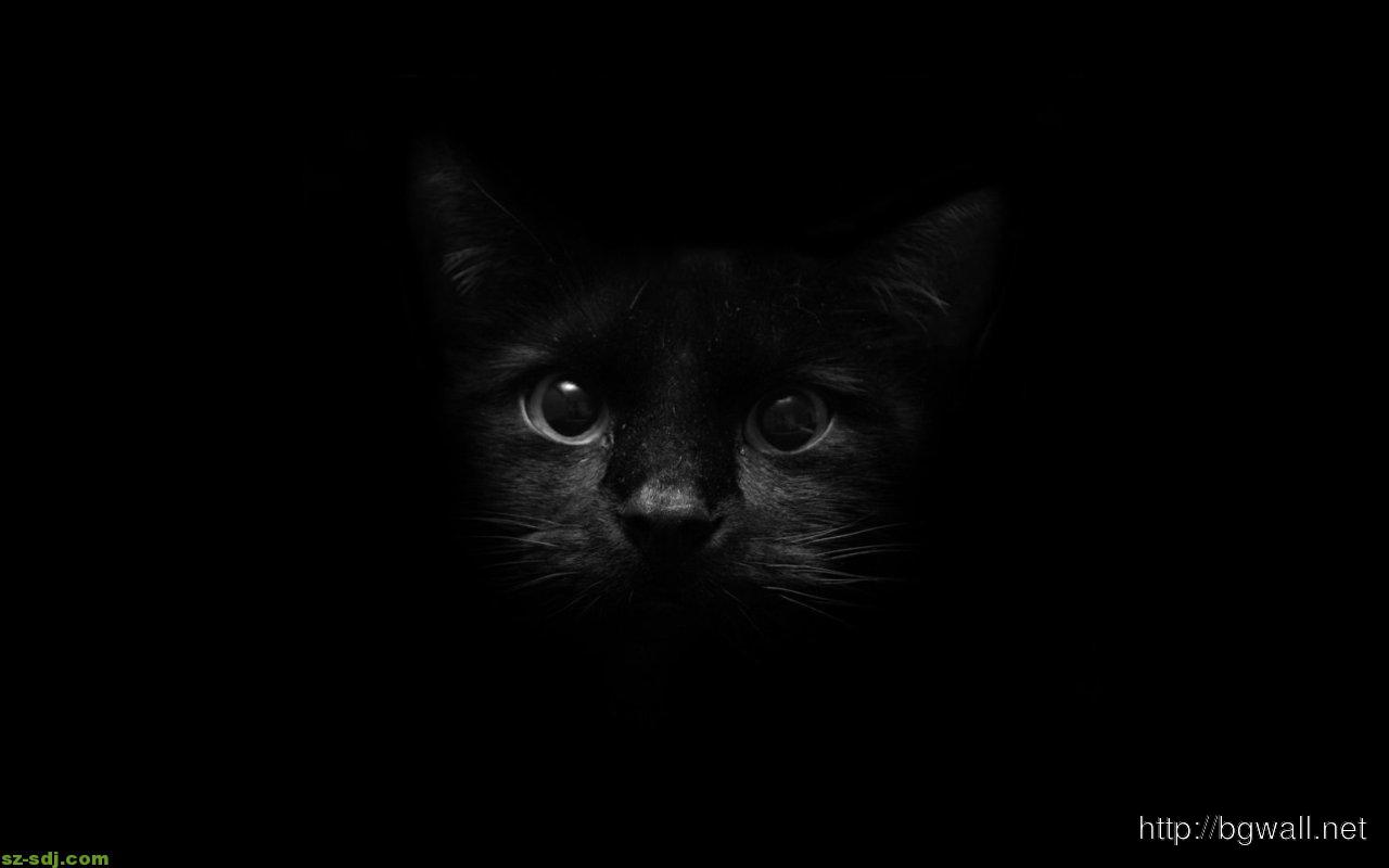 1280x800 Black Cat Face Animals Wallpaper Background