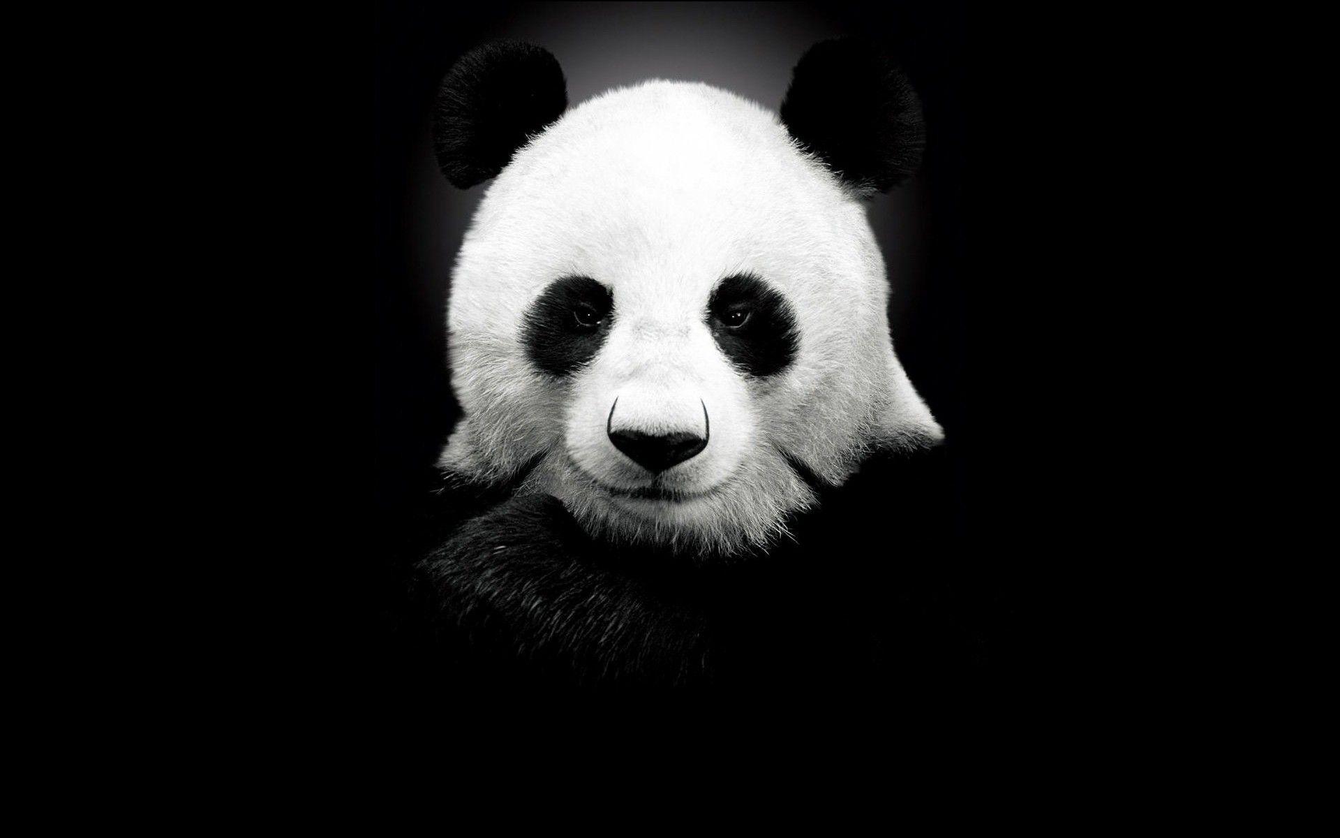 1920x1200 #panda, #monochrome, #black, #animals wallpaper. Mocah.org HD Desktop Wallpaper