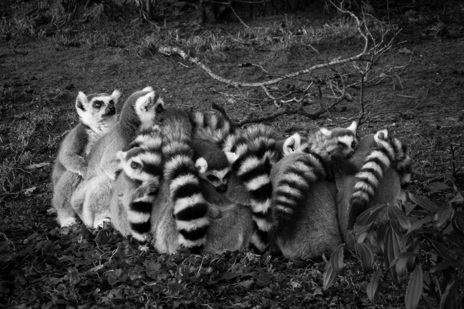 1600x1066 Nature Black And White Animals Wallpaper.com. Best High Quality Wallpaper