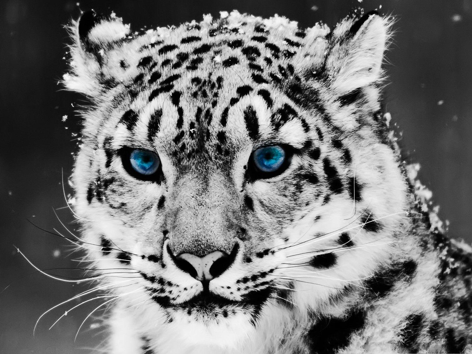 1600x1200 Free Animals Wallpaper, Snow Leopard in Black And White Portrait 1600X1200 free wallpaper download 1600X1200 free wallpaper download. Free Wallpaper World