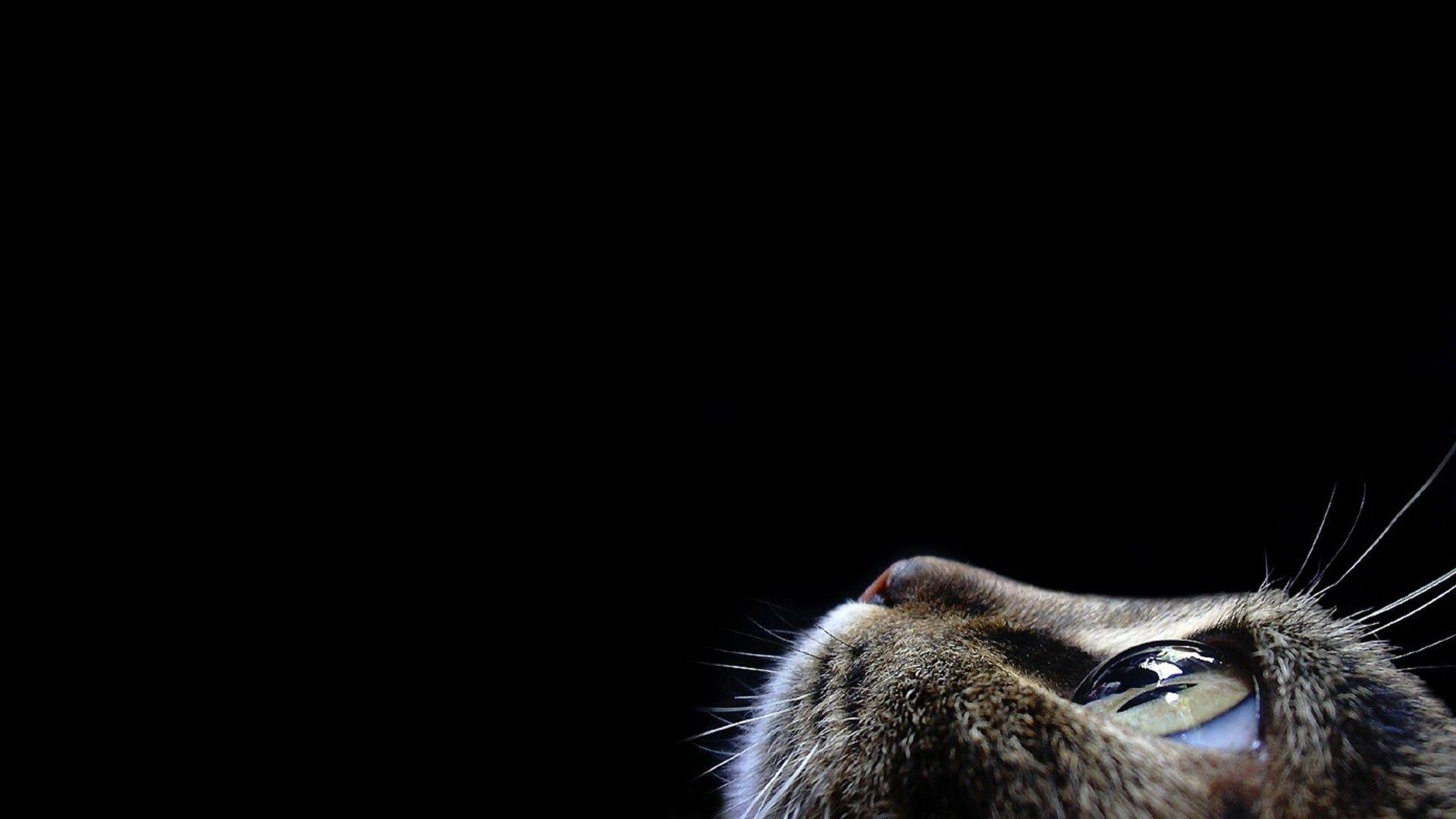 1920x1080 Download Wallpaper, Download 1920x1080 cats animals black background 1920x1080 wallpaper Animals HD Wallpaper, Hi Res Animals Wallpaper, High Definition Wallpaper