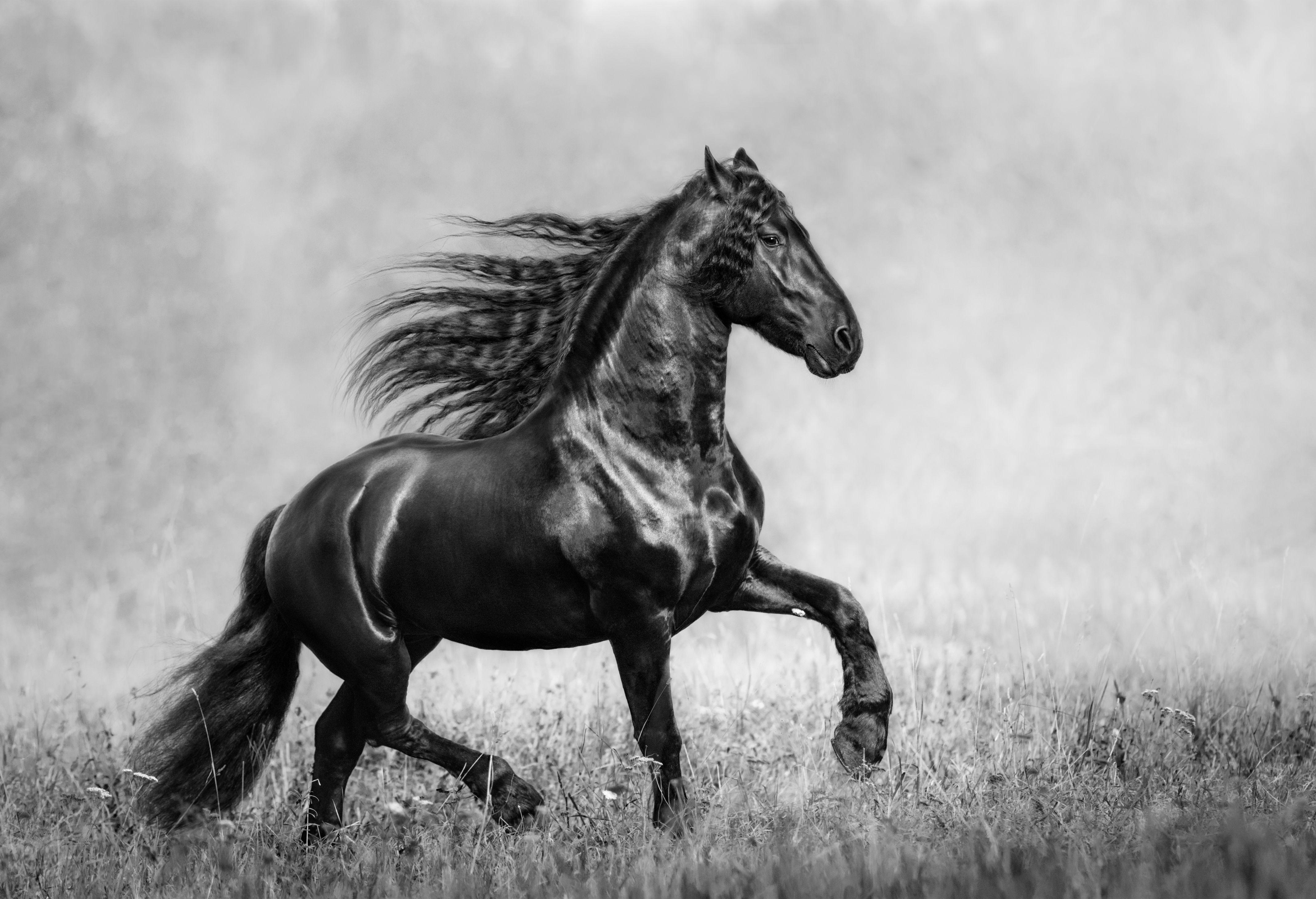 4277x2923 Desktop Wallpaper Horses Black Animals 4277x2923