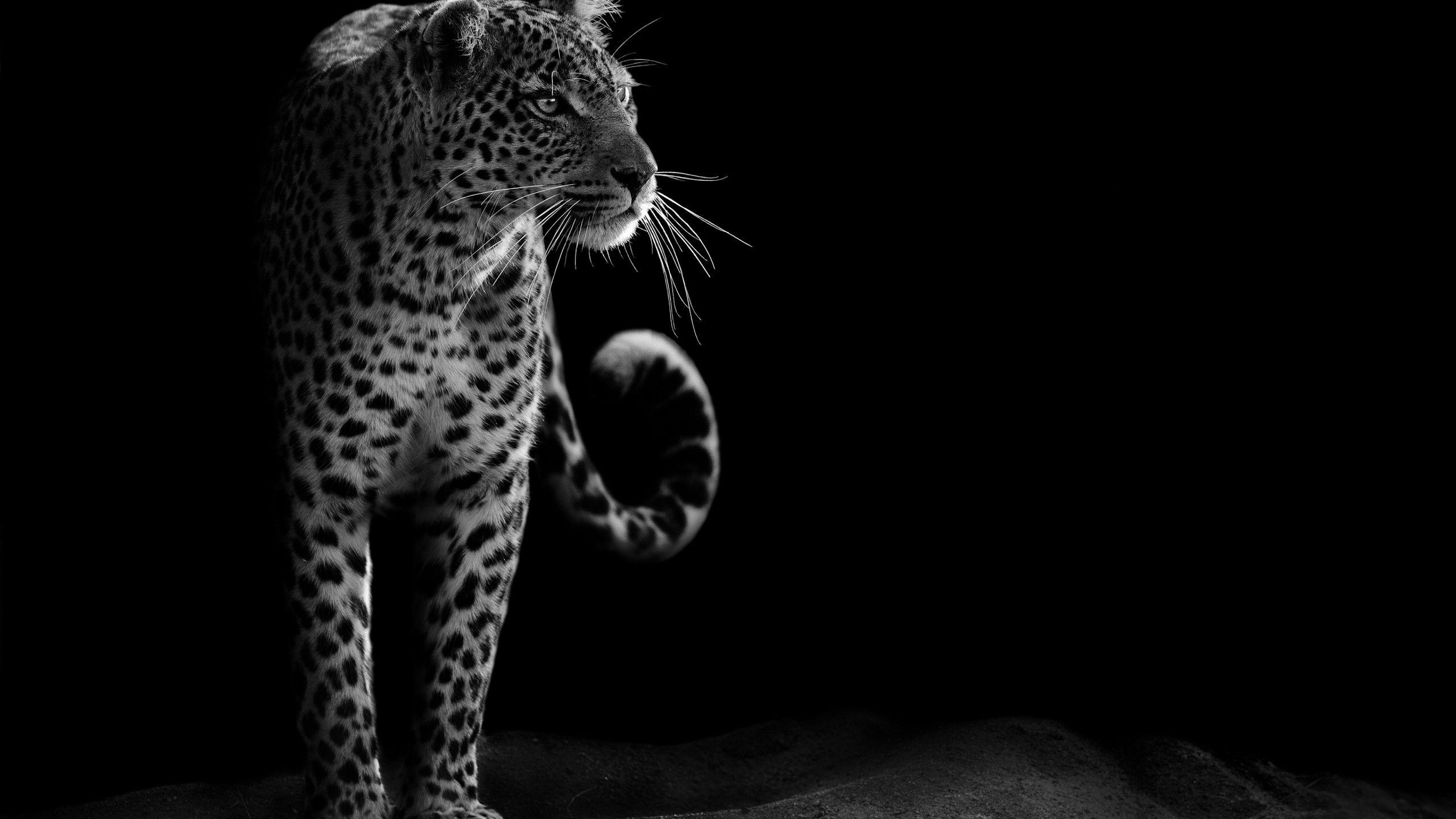 2560x1440 Wallpaper Leopard, Dark, 4K, Animals,. Wallpaper for iPhone, Android, Mobile and Desktop