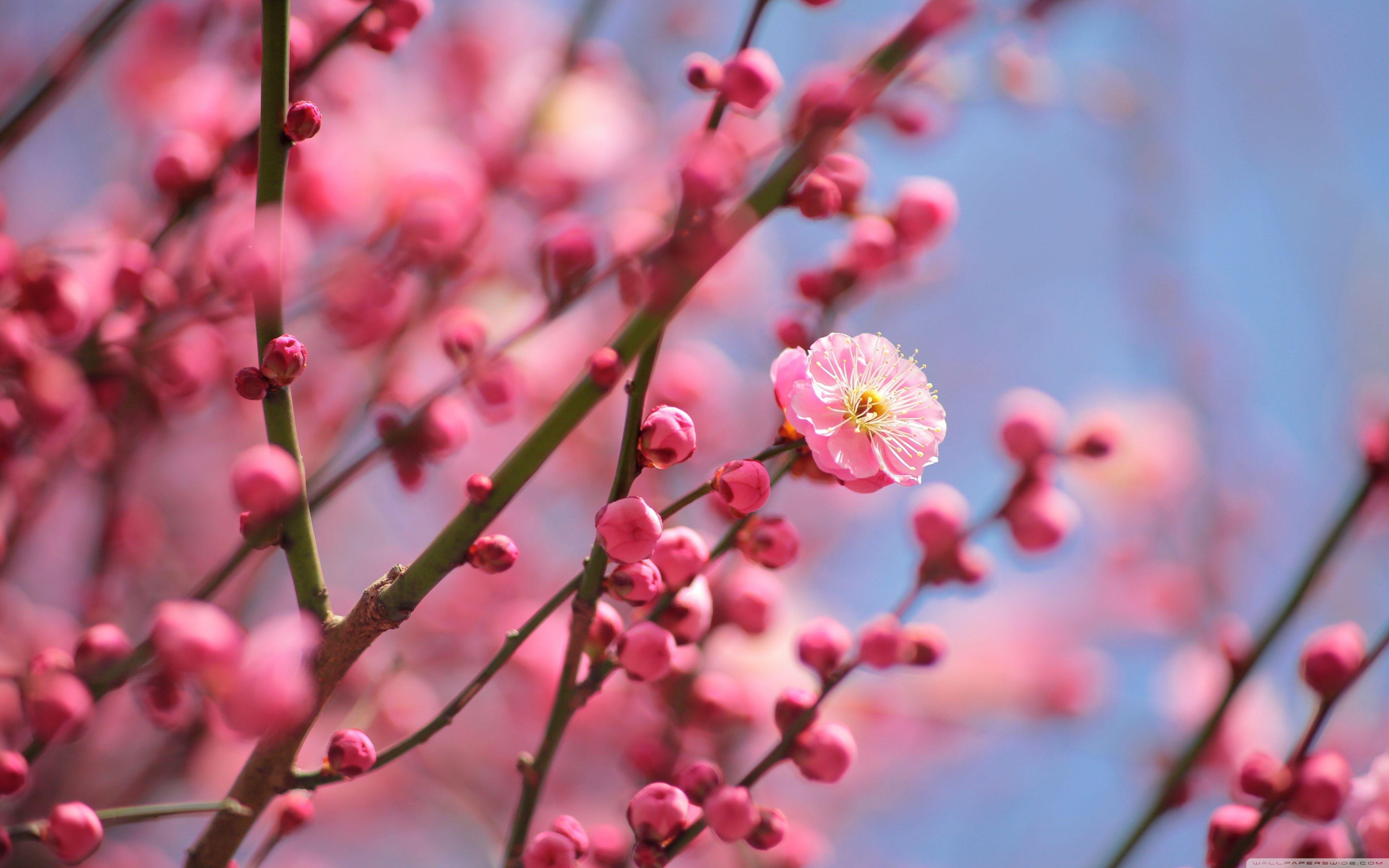 3840x2400 Plum Blossoms Blooming ❤ 4K HD Desktop Wallpaper for 4K Ultra HD TV