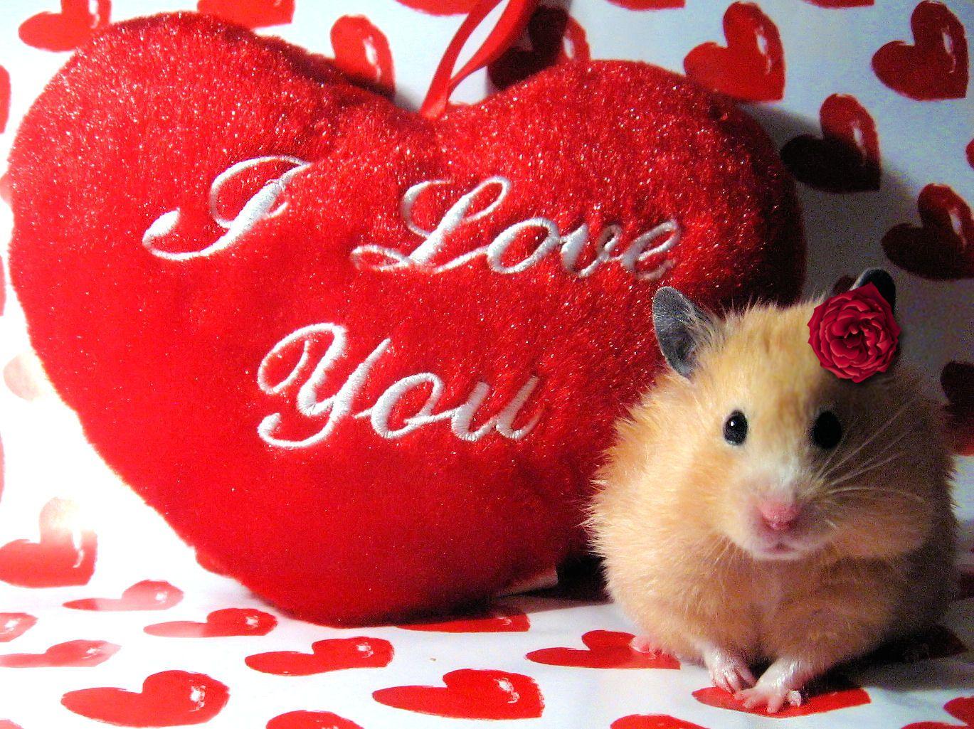 1369x1025 Cute Valentines Day